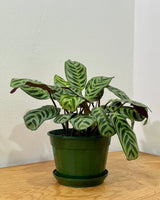 Ctenanthe burle - marxii - Plant Daddy