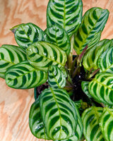 Ctenanthe burle-marxii - Plant Daddy