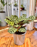 Ctenanthe burle-marxii - Plant Daddy