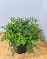 Davallia tyermanii (White Rabbits Foot Fern) - Plant Daddy