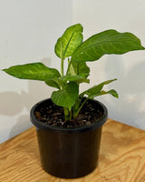 Dieffenbachia ‘Martha’ - Plant Daddy