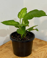 Dieffenbachia ‘Martha’ - Plant Daddy