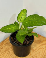 Dieffenbachia ‘Martha’ - Plant Daddy