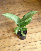 Dieffenbachia ‘Milky Way’ - Plant Daddy