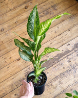 Dieffenbachia ‘Tropic Tiki’ (Dumb Cane Plant) - Plant Daddy