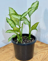 Dieffenbachia Whitii - Plant Daddy