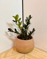 Dollop Ceramic Pot - Plant Daddy