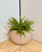 Dollop Ceramic Pot - Plant Daddy