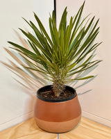Dollop Ceramic Pot - Plant Daddy