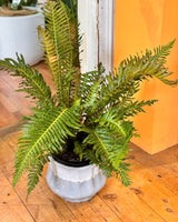 Doodia sp. (Rasp Fern) - Plant Daddy