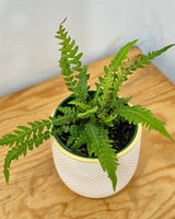 Doodia sp. (Rasp Fern) - Plant Daddy