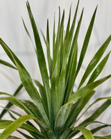 Dracaena draco (Dragon Tree) - Plant Daddy