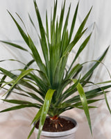 Dracaena draco (Dragon Tree) - Plant Daddy