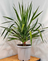 Dracaena draco (Dragon Tree) - Plant Daddy