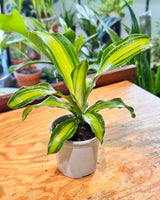 Dracaena fragrans ‘Golden Heart’ - Plant Daddy