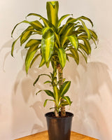 Dracaena fragrans ‘Massangeana’ - Plant Daddy