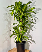 Dracaena fragrans ‘Massangeana’ - Plant Daddy