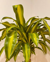 Dracaena fragrans ‘Massangeana’ - Plant Daddy