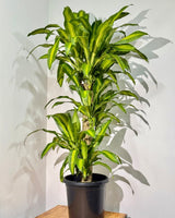 Dracaena fragrans ‘Massangeana’ - Plant Daddy