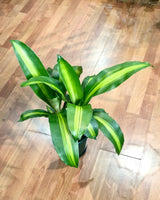 Dracaena fragrans ‘Massangeana’ - Plant Daddy