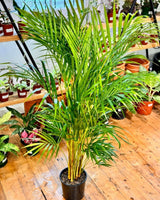 Dypsis lutescens (Golden Cane Palm) - Plant Daddy