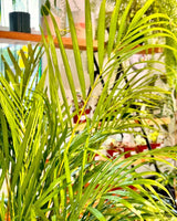 Dypsis lutescens (Golden Cane Palm) - Plant Daddy