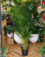 Dypsis lutescens (Golden Cane Palm) - Plant Daddy