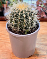 Echinocactus grusonii (Golden Barrel Cactus) - Plant Daddy