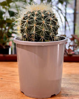 Echinocactus grusonii (Golden Barrel Cactus) - Plant Daddy
