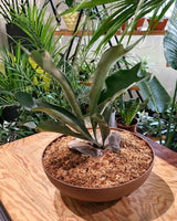 Elkhorn Bowl - Plant Daddy