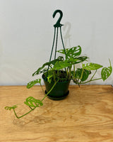 Epipremnum aureum - Plant Daddy