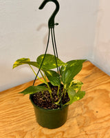 Epipremnum aureum (Devils Ivy/Golden Pothos) - Plant Daddy