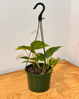 Epipremnum aureum (Devils Ivy/Golden Pothos) - Plant Daddy
