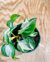 Epipremnum ‘Manjula’ - Plant Daddy