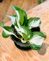 Epipremnum ‘Manjula’ - Plant Daddy