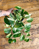 Epipremnum ‘Marble Queen’ - Plant Daddy