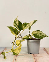 Epipremnum ‘Marble Queen’ - Plant Daddy