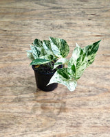 Epipremnum ‘Marble Queen’ - Plant Daddy