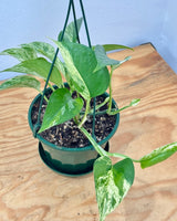 Epipremnum ‘Marble Queen’ - Plant Daddy