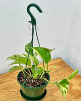 Epipremnum ‘Marble Queen’ - Plant Daddy