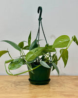 Epipremnum pinnatum ‘Cebu Blue’ - Plant Daddy