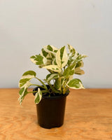 Epipremnum ‘Snow Queen' - Plant Daddy