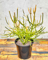 Euphorbia tirucalli (Firesticks) - Plant Daddy