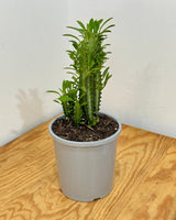 Euphorbia trigona (African Milk Tree) - Plant Daddy