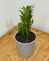 Euphorbia trigona (African Milk Tree) - Plant Daddy