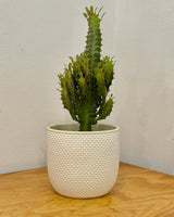 Euphorbia trigona (African Milk Tree) - Plant Daddy
