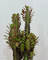 Euphorbia trigona ‘Rubra’ (African milk tree) - Plant Daddy