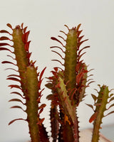 Euphorbia trigona ‘Rubra’ (African milk tree) - Plant Daddy