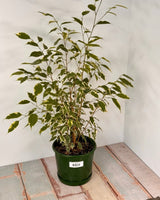 Ficus benjamina ‘Variegata’ (Weeping Fig) - Plant Daddy