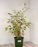 Ficus benjamina ‘Variegata’ (Weeping Fig) - Plant Daddy